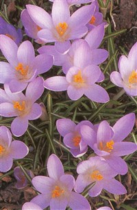 White Well Purple [Род крокус (шафран) – Crocus L.]
