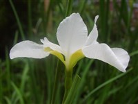 White Perfection [Род ксифиум – Xiphium (Mill.) Dykes]