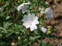 White Perfection [Род мальва (просвирник) – Malva L]