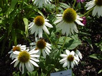 White Swan [Род эхинацея – Echinacea Moench]