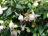 White-White [Род фуксия – Fuchsia L.]