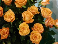 Wiener Charme [Род роза (шиповник) – Rosa L.]