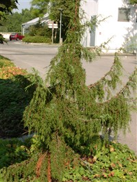 Wilsede [Род можжевельник – Juniperus L.]