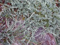 Wiltonii [Род можжевельник – Juniperus L.]