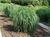 Windplay (Winnspiel) [Род молиния – Molinia Schrank]