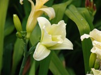 Winsome Cherub [Род лилейник (гемерокаллис, красоднев) – Hemerocallis L.]