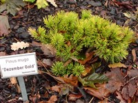Winter Gold [Род сосна – Pinus L.]