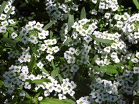 Wonderland White [Род лобулярия (каменник) – Lobularia Desv.]