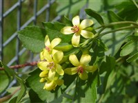 Xanthocarpum (1) [Род смородина (крыжовник) – Ribes L.]
