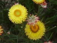 Yellow [Род гелихризум (цмин, бессмертник) – Helichrysum Mill.]