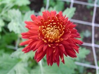 Yvonne Arnaud [Род дендрантема – Dendranthema (DC.) Desmoul]