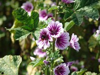 Zebrina [Род мальва (просвирник) – Malva L]